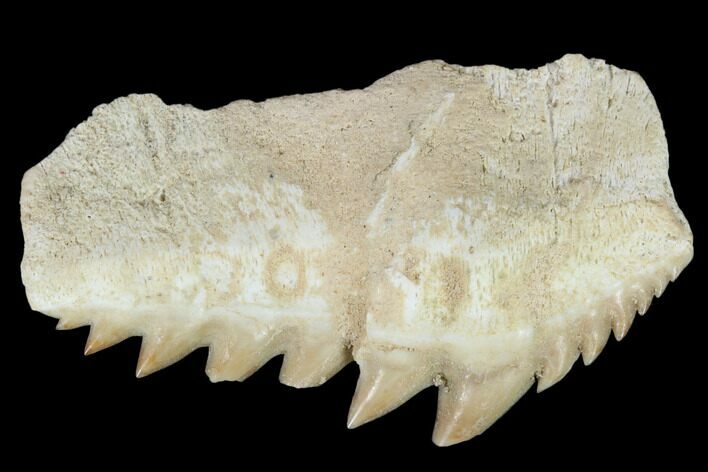 Fossil Cow Shark (Hexanchus) Tooth - Morocco #115829